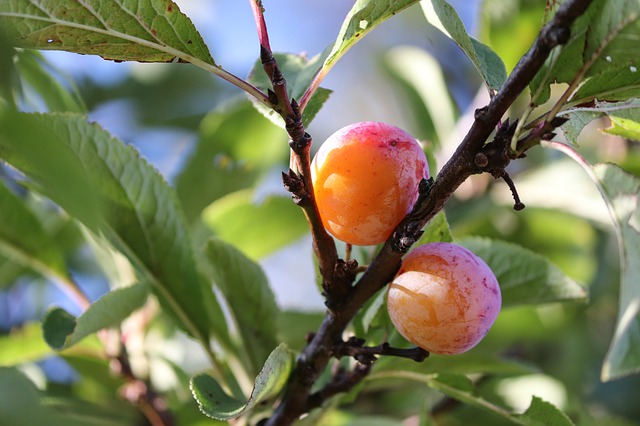 mirabelles